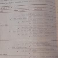 Setter inglese bianco arancio