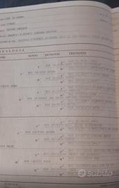 Setter inglese bianco arancio