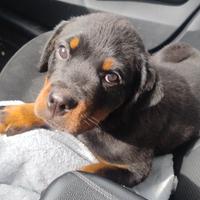 Cuccioli di Rottweiler