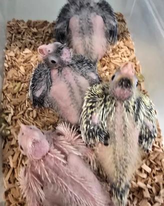 Calopsite pulli da allevare a mano