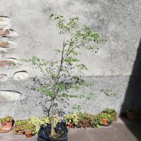 pianta di celtis australis