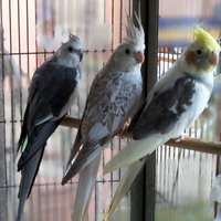 Pappagalli Calopsiti