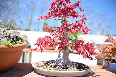 Acero Palmato Deshojo Bonsai