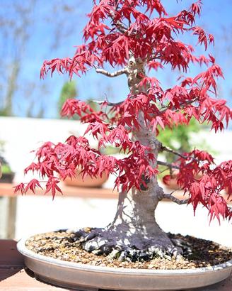 Acero Palmato Deshojo Bonsai
