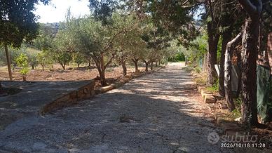 Terreno con alberi di ulivo.