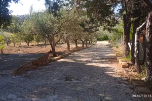 Terreno con alberi di ulivo.