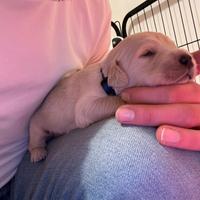 Cuccioli di Golden Retriever