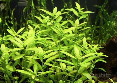 Piante semplici , acqua dolce