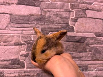 Cuccioli di coniglio ariete nano