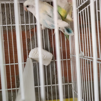 Inseparabili