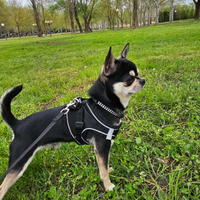 Cane da monta