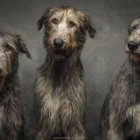 Cuccioli di levriero irlandese (irish wolfhound)