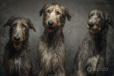 Cuccioli di levriero irlandese (irish wolfhound)