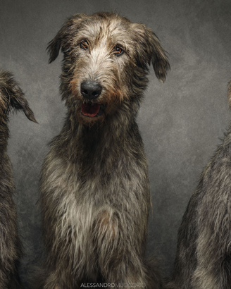 Cuccioli di levriero irlandese (irish wolfhound)