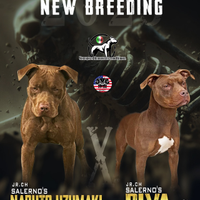 Cuccioli Pitbull