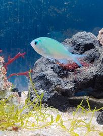2 pesci marini chromis viridis