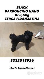 Barboncino per accoppiamento