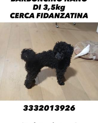 Barboncino per accoppiamento
