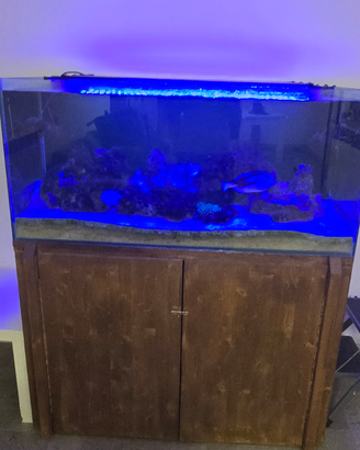 Acquario marino