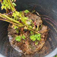 Piante di mora gigante