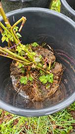 Piante di mora gigante