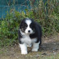 Cuccioloni australian shepherd