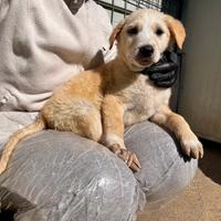 Brando maschio due mesi taglia medio grande