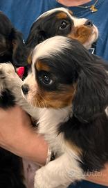 Cuccioli di cavalier king tricolor