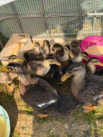 Anatroccoli Apple silver