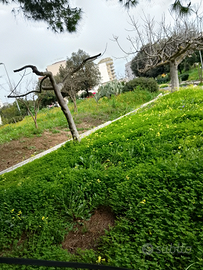 Soluzione indipendente con giardino