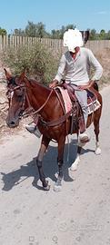 Cavalla