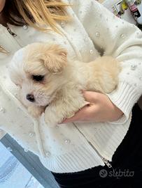 Cucciolo di Maltipoo Toy