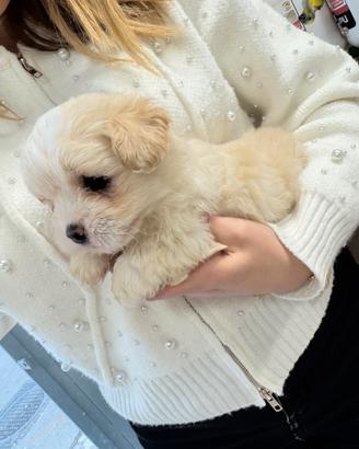 Cucciolo di Maltipoo Toy