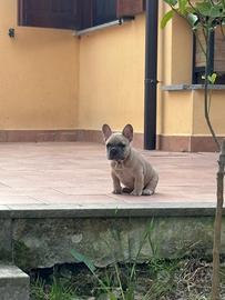 Cucciolo bulldog francese