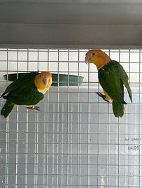 Coppia caicco testa gialla