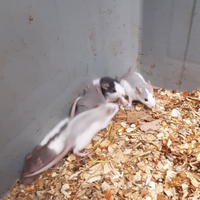 Baby ratti domestici