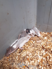 Baby ratti domestici