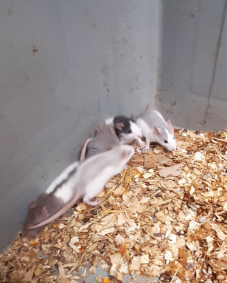 Baby ratti domestici