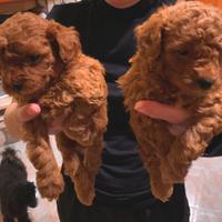 Barboni toy pedigree enci red