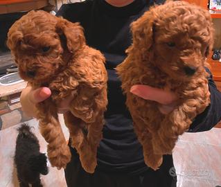 Barboni toy pedigree enci red