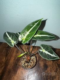 Alocasia Bambino