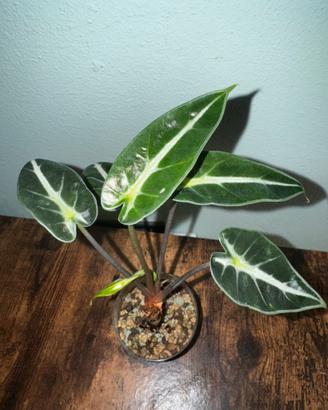 Alocasia Bambino