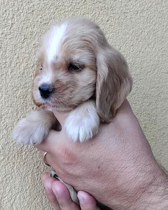 Cocker