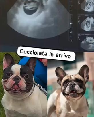 BULDOG francesi