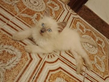 gattino maschio 