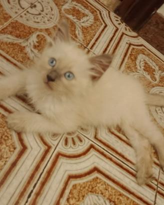 gattino maschio 