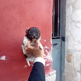 Maschio maltipoo toy