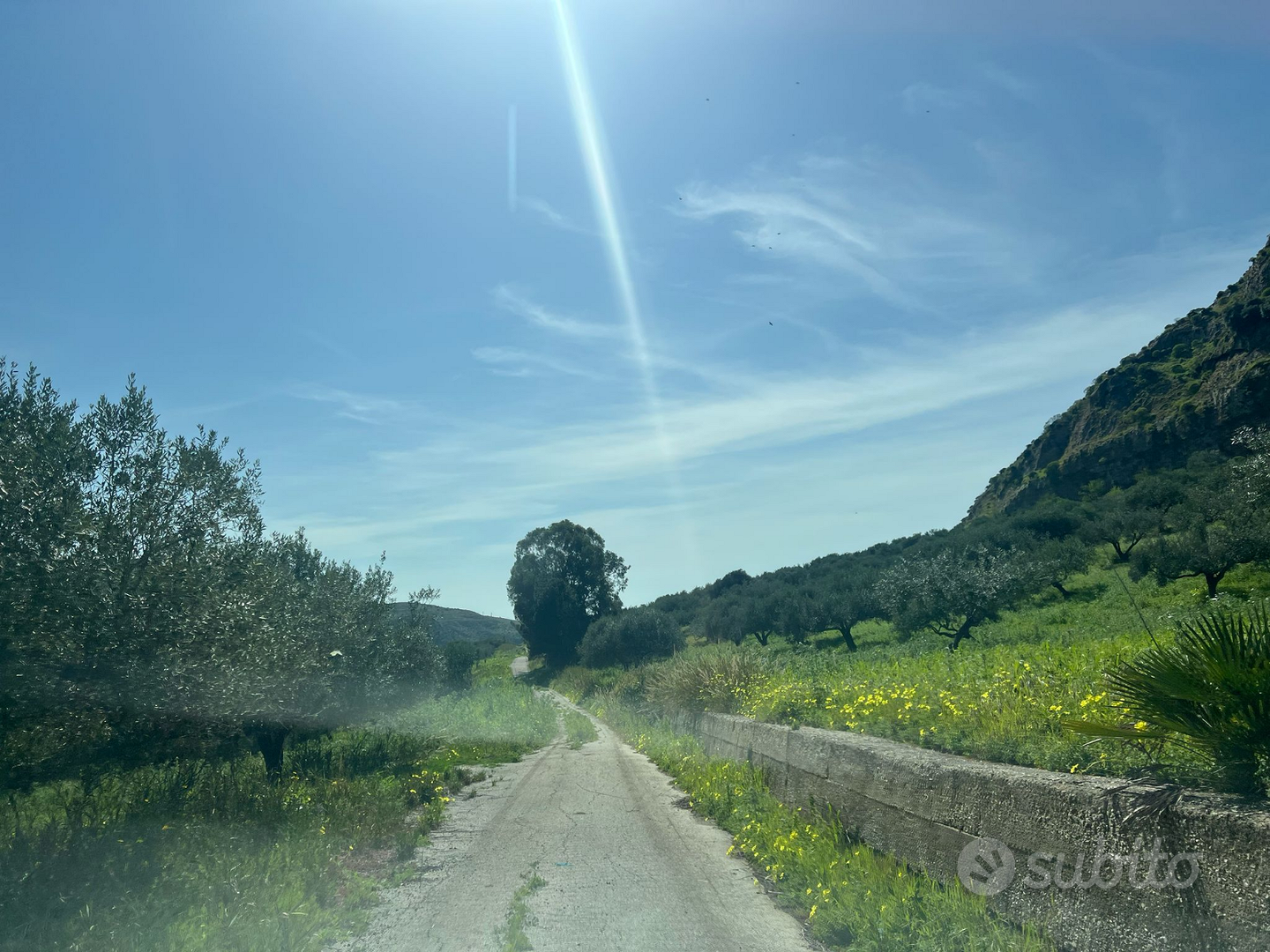 Terreno con ulivi centenari - Altro