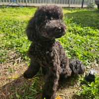 Barboncini disponibili