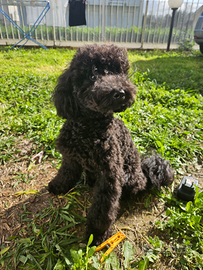 Barboncini disponibili